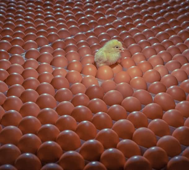 養雞基地恒溫解決方案